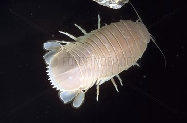 Giant Deep Sea Isopod swimming in sea water