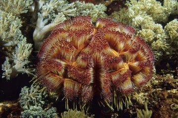 Fire Urchin among Flower Coral Komodo Indonesia