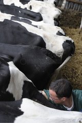 Rektale Suche nach Prim'holstein -Kühen durch einen Tierarzt