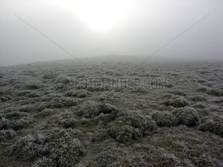 Field frozen in Aubrac in the winter
