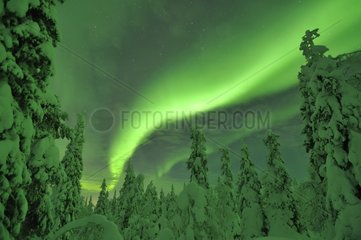 Aurora borealis over taiga covered with snow Finland