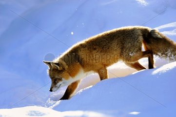 Roter Fuchs  der in der Provinz Snow Haelsingland Schweden geht  Schweden