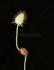 Forest Bug on stem on black background