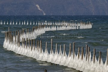 Poles stuck in the ice on the shores of Lake Bourget-France