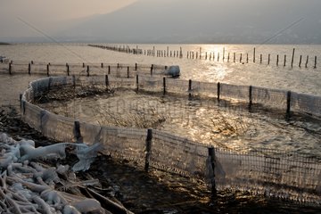 Poles stuck in the ice on the shores of Lake Bourget-France