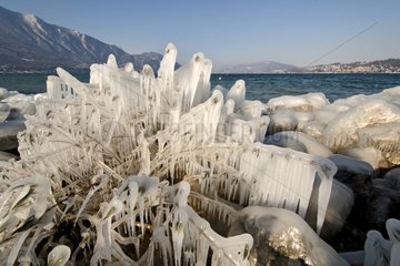 Reeds stuck in the ice on the shores of Lake Bourget-France