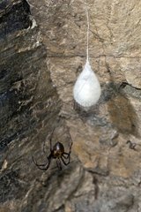 Cave Spider and its cocoon in a cave - France