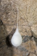 Cave Spider cocoon in a cave - France