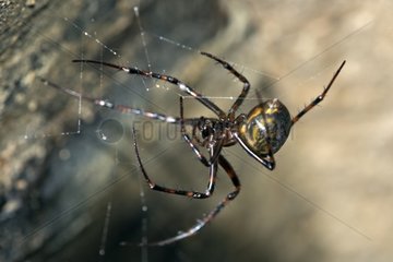 Cave Spider in a cave - France