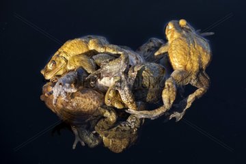 European toads mating in a pond - Bugey France