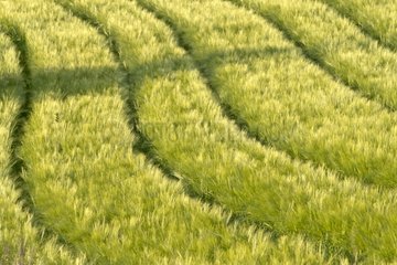 Grain field in spring - France