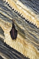 Lesser Horseshoe Bat and calcite draperies - Bugey France