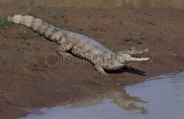 Orenoque -Krokodil durch das Wasser El Frio Llanos