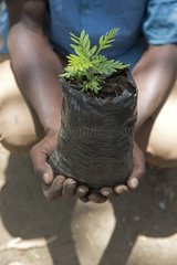 Man with young tree at Elsamere tree nursery - Kenya