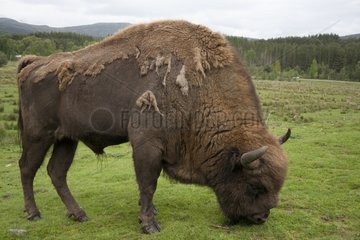 European Bison grazing - Highland Wildlife Park Scotland UK