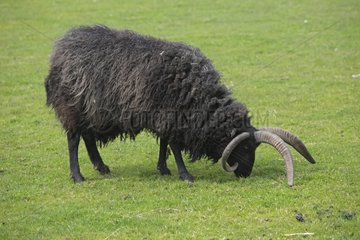 Black Hebridean sheep grazing - Scotland UK