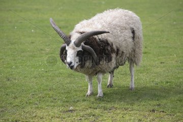 Jacobs sheep grazing - Scotland UK