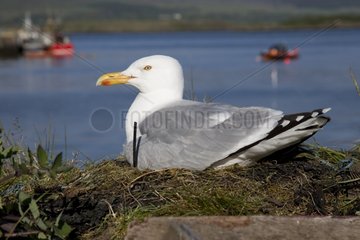Herring gull nesting on harbour wall - Isle of Mull Scotland