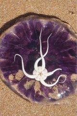 Jellyfish umbrella & Brittle star on a beach Oléron France