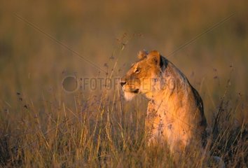 Lionne à l'affût dans les hautes herbes de la savane Kenya
