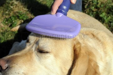 Brushing a Labrador