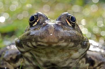 Portrait of a Eurasian Marsh Frog