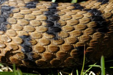 Close up of an Asp Viper skin