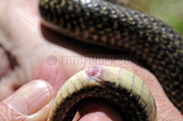 Sexual organ of a Western Whip Snake