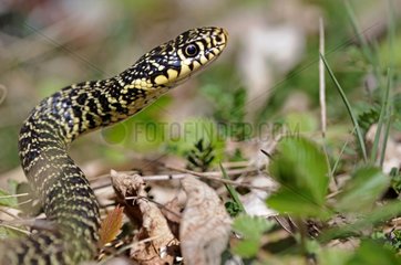 Portrait of a Western Whip Snake