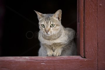 Cat lurking in the recess of a door Burma