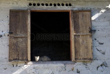 Cat lying on the edge of a window Sumatra Indonesia