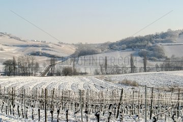 Elsatianer Weinberg unter dem Bas-Rhin France Snow
