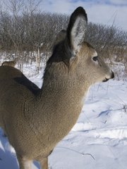 Portrait of a White-tailed deer on the look out in the snow
