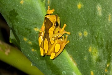 Clown Treefrog on a leaf French Guiana