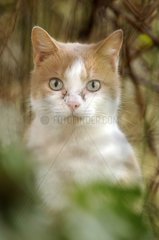 Porträt einer männlichen weißen und roten europäischen Katze in einem Garten