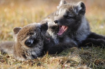 Arctic fox cubs playing in the tundra Nunavut Canada