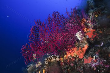 Red Gorgonian on reef - French Riviera France