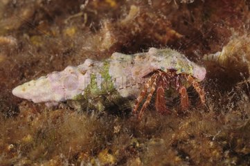 Hairy red hermit crab on reef - French Riviera France