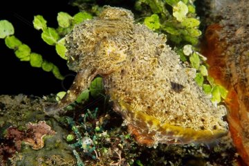Stumpy cuttlefish on reef - Manado Indonesia