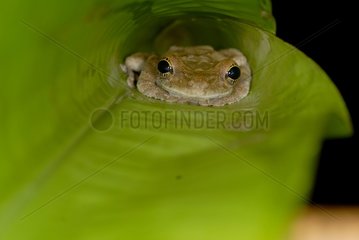Treefrog resting on an Heliconia leaf Guiana