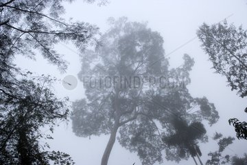 Fog in the forest trobicale Tambopata Peru