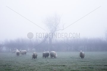 Sheep standing in the mist in winter - GB