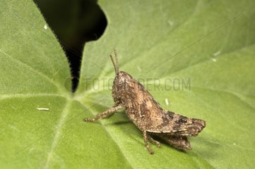 Immature Grasshopper on a leaf