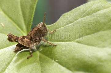 Immature Grasshopper with almost microscopic crickets