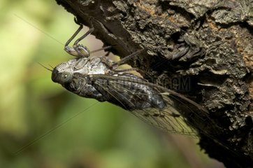 Red Cicada under a branch