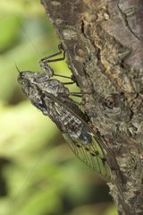 Red Cicada on a trunk