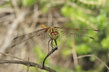 Yellow-winged Darter on a twig
