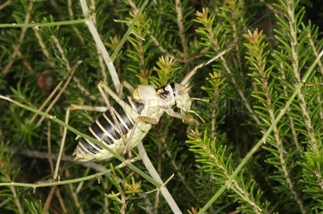Bush Cricket on a twig
