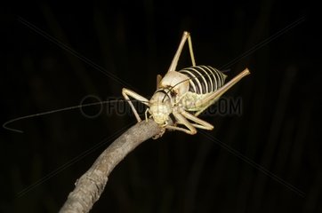 Bush Cricket on a twig on black background