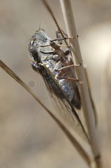 Red Cicada on a stem